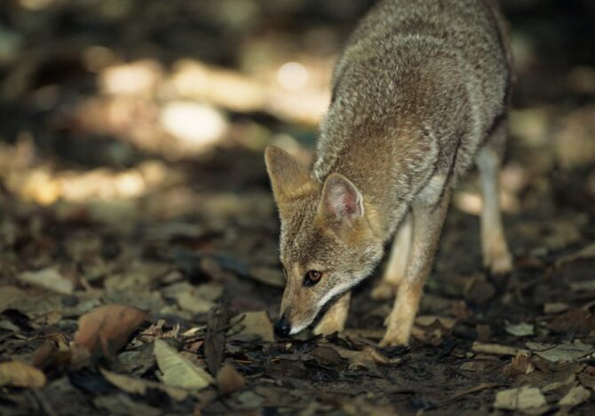 View of Hoary fox (Dusicyon vetulus)