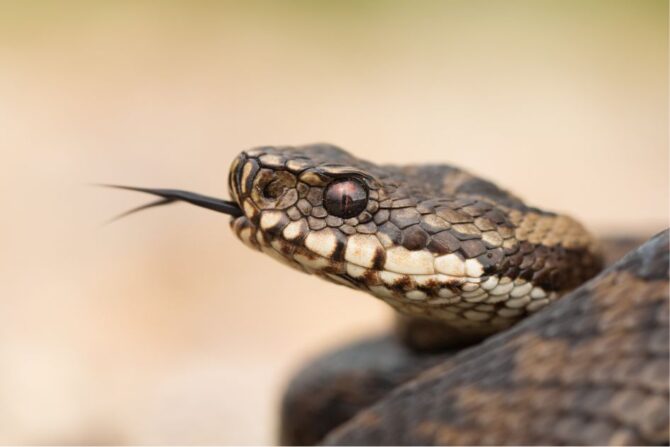 Close Up View of Viper Eyes and Tongue
