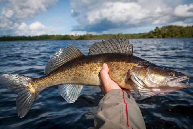 Close View of Walleye Fish in Hand Released into Water