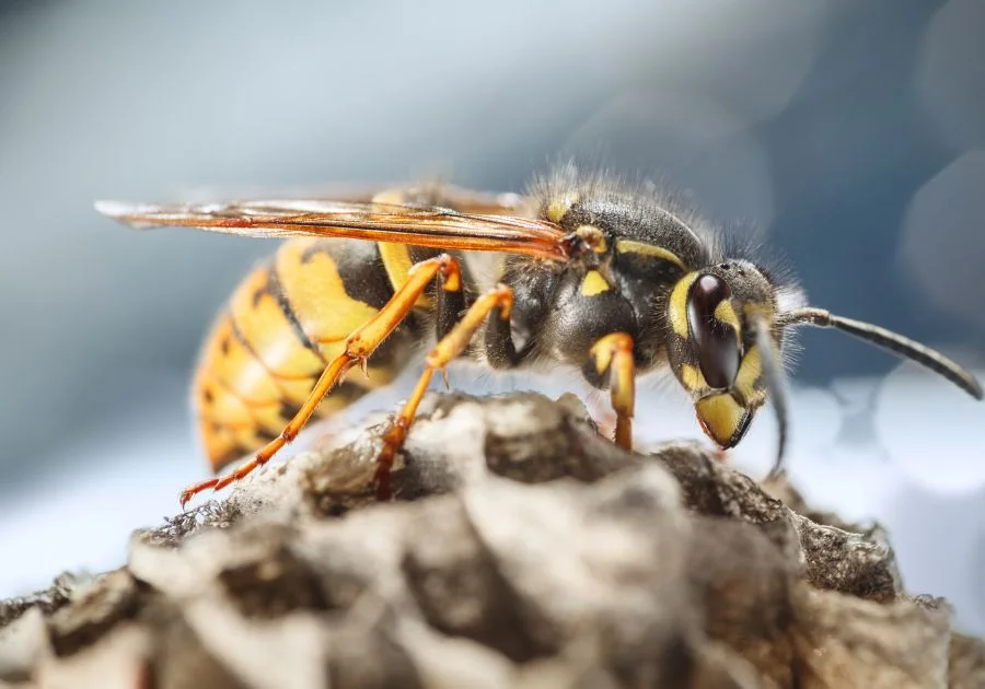 Close  Side View of Single Paper Wasp (Vespula) Sitting on Nest