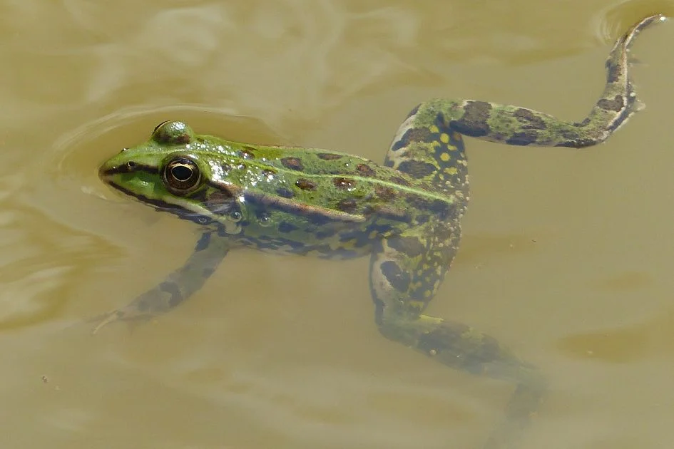 Water Frog Swimming in Lake