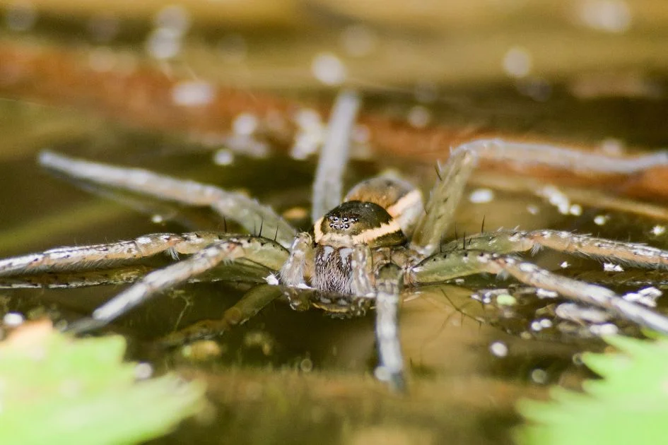 Water Spider or Diving Bell Spider (Argyroneta aquatica)