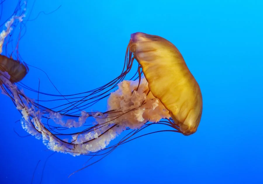 West Coast Sea Nettle (Chrysaora fuscescens) in deep blue ocean water