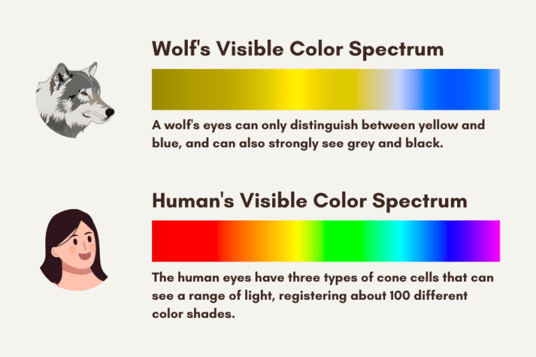 Can Wolves See Colors? Are Wolves Color Blind?