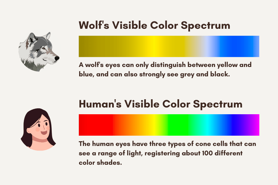 What Colors Can Wolves See - Wolf vs. Human's Visible Color Spectrum