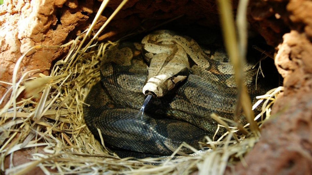 What Does A Snake Nest Look Like (All You Should Know)