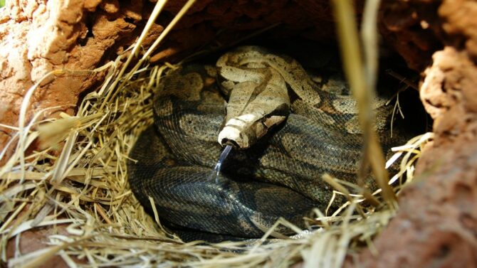 What Does A Snake Nest Look Like? (All You Should Know)