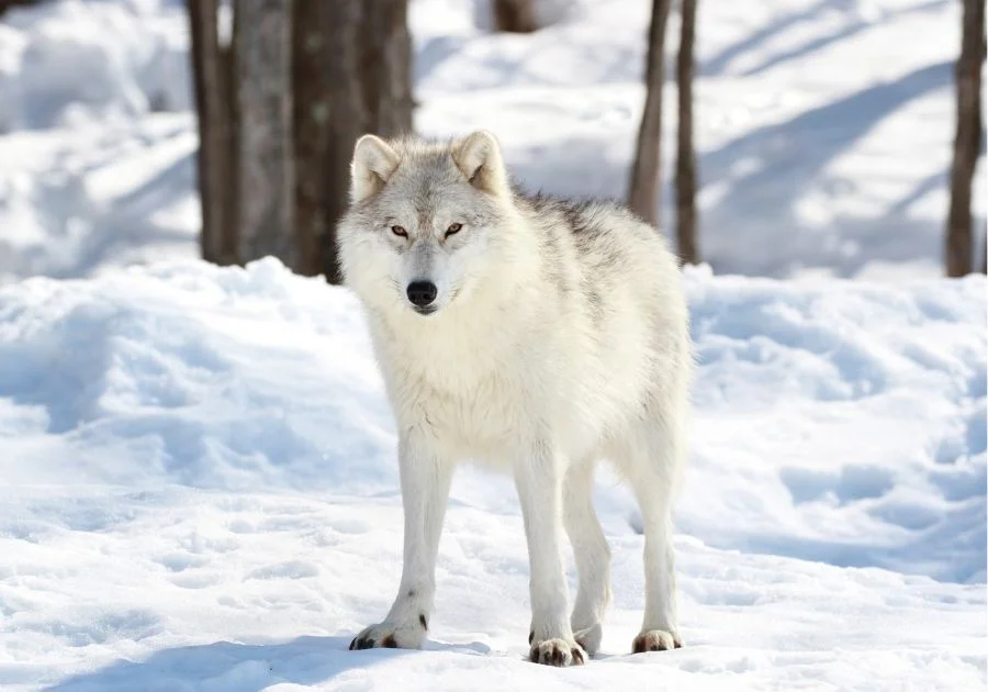 White Wolf Standing on Snow