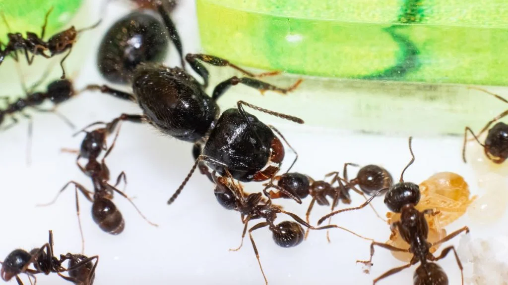 Why Is There No King Ant Here Are 3 Surprising Reasons