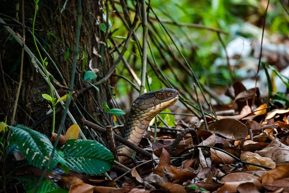 Wild King Cobra Snake Coming out of Nest