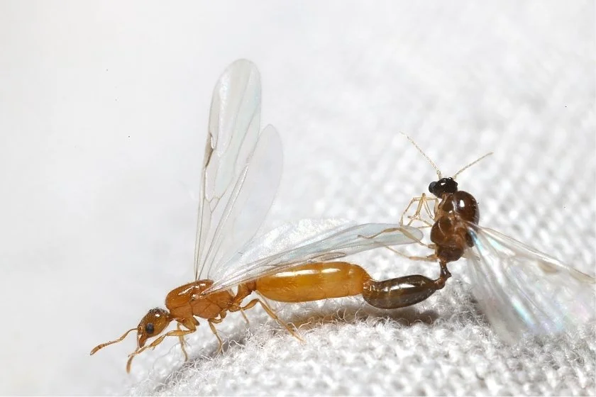 Winged Male and Female Ants Mating