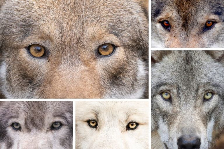 Wolf Eye Colors: What Color Are Wolves Eyes?