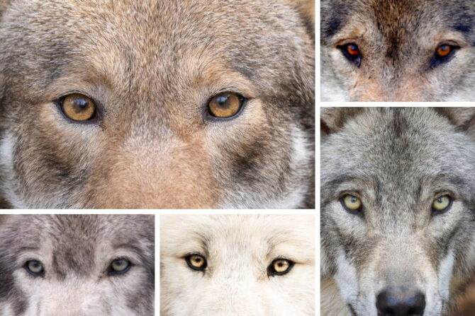 rare wolf eye colors