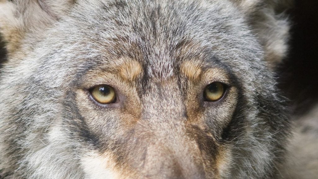 Wolf Eye Colors What Color Are Wolves Eyes