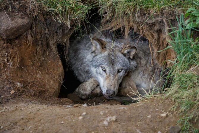 Wolf in the Den