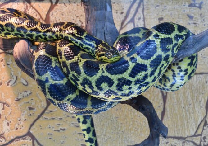 Yellow Anaconda (Eunectes Notaeus) in a Terrarium