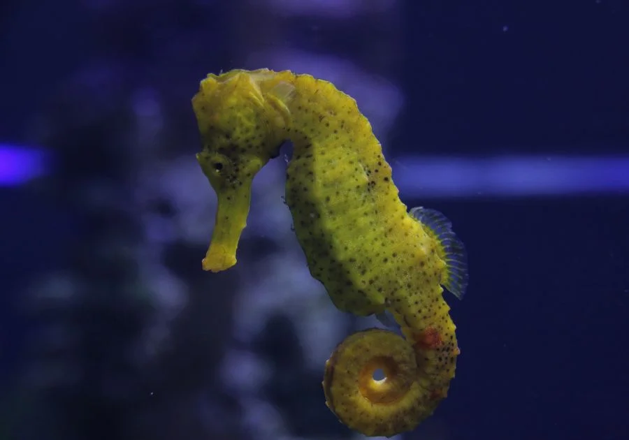 Yellow Seahorse (Hippocampus kuda) Underwater