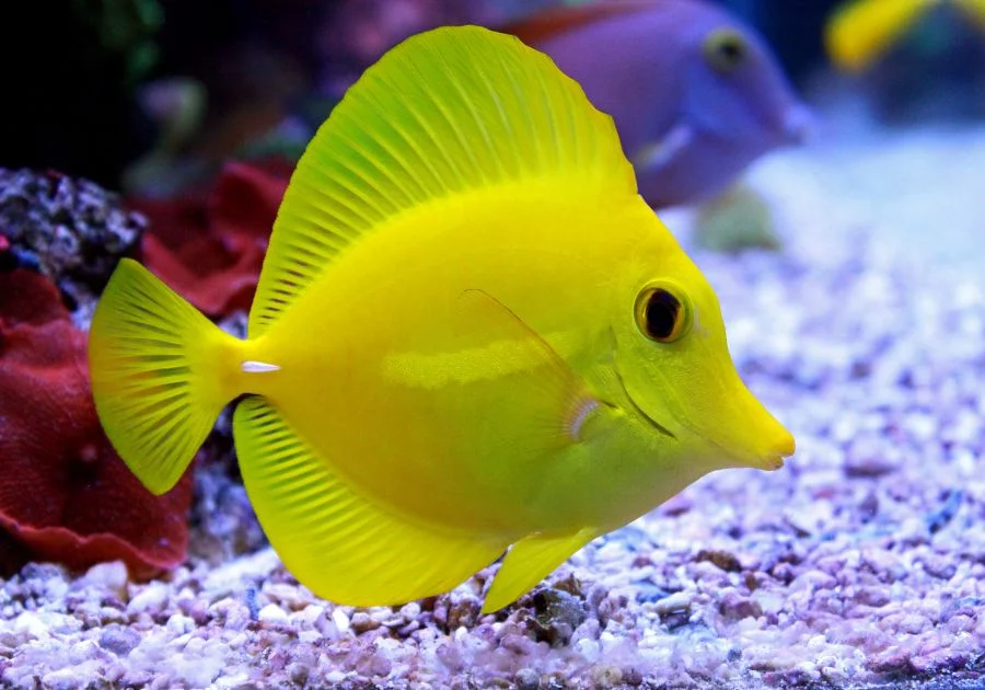 Yellow Tang (Zebrasoma flavescens) Fish Swimming Underwater