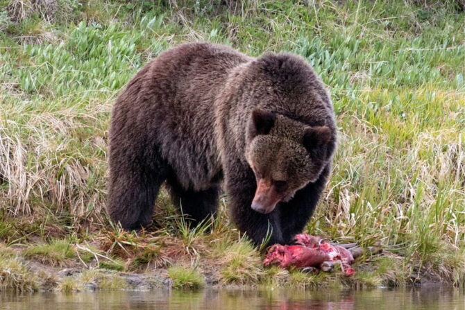 Yellowstone Grizzly Bear Eating Animal Carcass