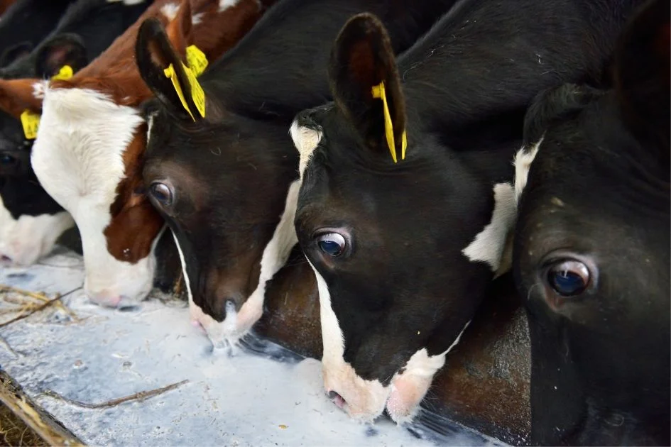 Close View of Young Cows Drinking Milk in Stable