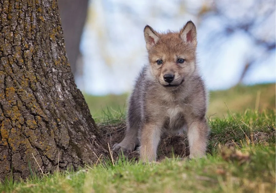 Young Grey Wolf Pup
