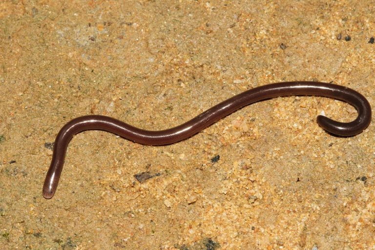 Are Snakes Blind? 8 Species Of Blind Snakes w/ Pictures