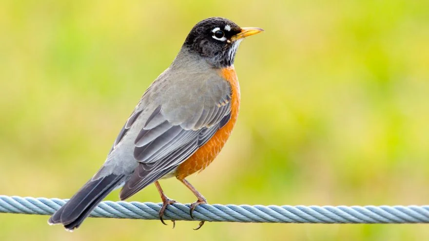 15 Birds That Look Like Robins But Aren't (With Pictures)