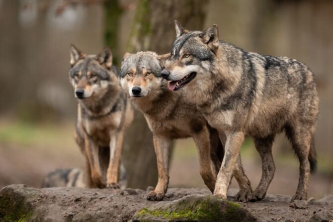 Pack of Gray Wolves in the Wild