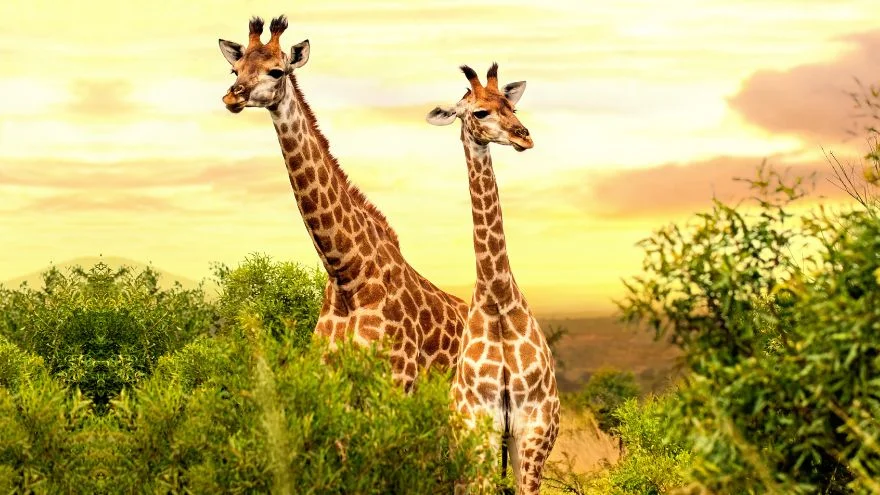 30 Amazing Long Neck Animals (List With Pictures)