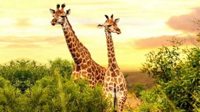30 Amazing Long Neck Animals List With Pictures 