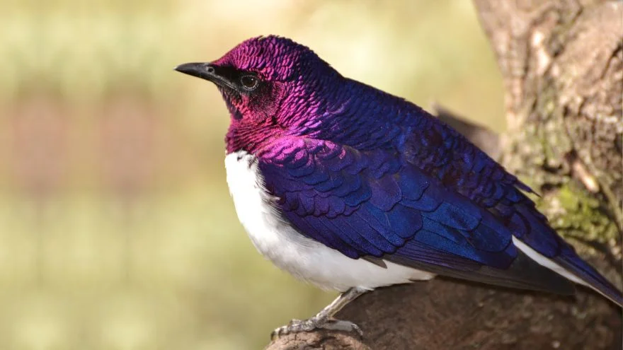 30 Purple Birds List (Species With Pictures & Facts)