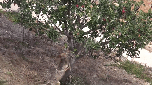 A Coyote Climbing Tree