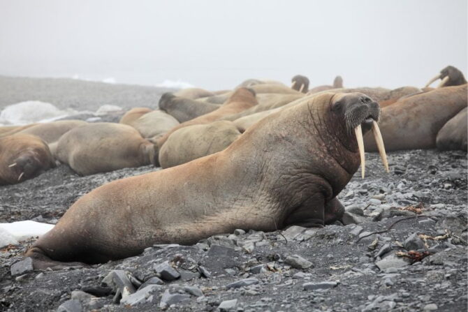A Herd of Walruses (Odobenus rosmarus)