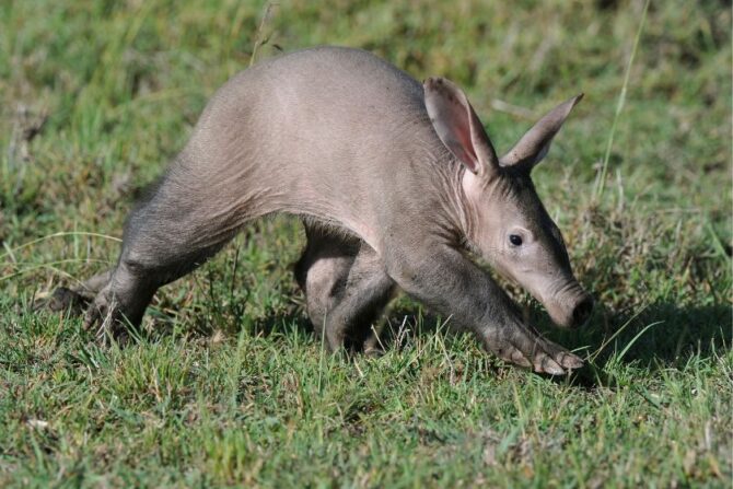 Aardvark (Orycteropus afer)