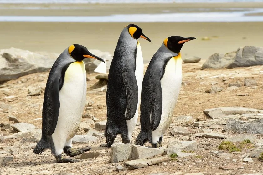 Adelie and King Penguins Walking