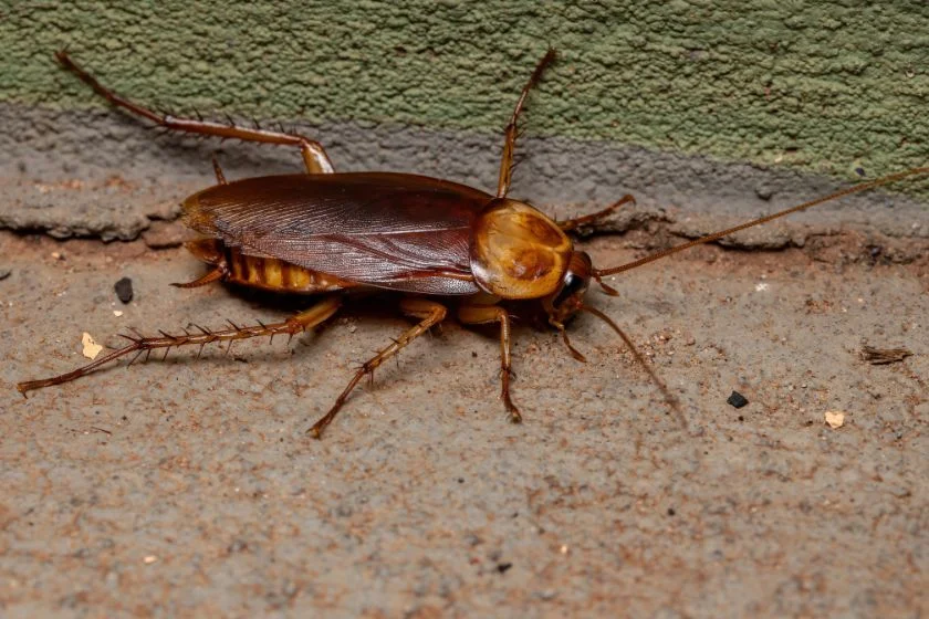 Adult American Cockroach (Periplaneta americana)