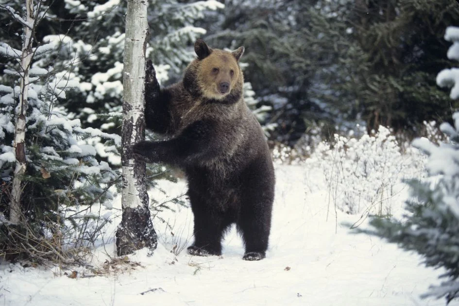 Adult Grizzly Bear Standing Beside Snowy Tree