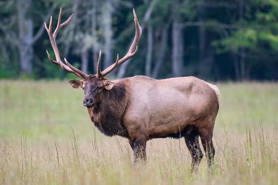 Adult Male Bull Elk (Cervus candensis) Standing in the Wild