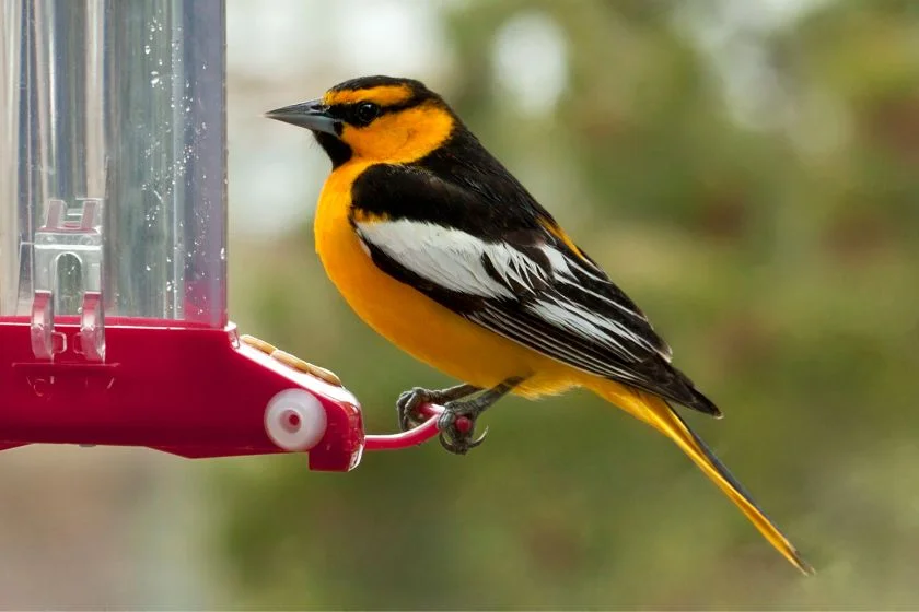 Adult Male Bullock's Oriole (Icterus bullocki)