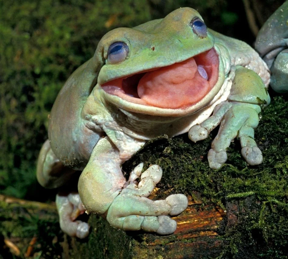 Adult White's Tree Frog with Open Mouth