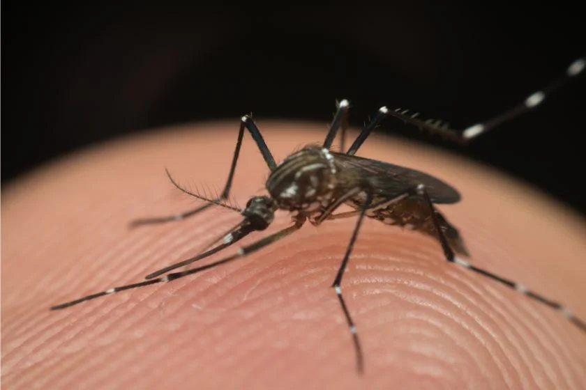 Aedes Mosquito (Aedes aegypti) Sucking Blood Close Up on Human Skin