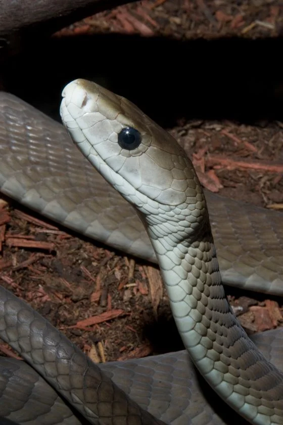 African Black Mamba Snake (Dendroaspis polylepsis) Close Up