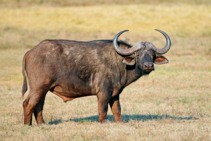 African Buffalo (Syncerus caffer) in the Wild