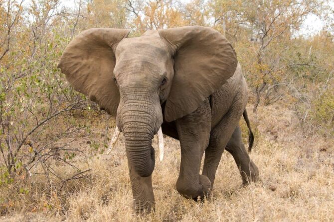 African Elephant (Loxodonta)