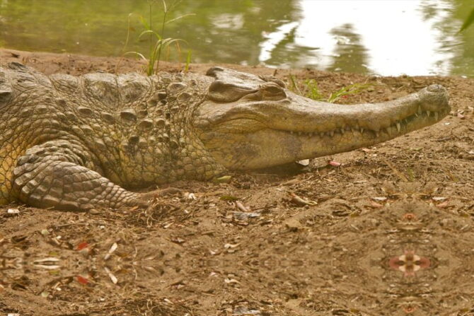 African Slender-snouted Crocodile (Mecistops catapchratus)