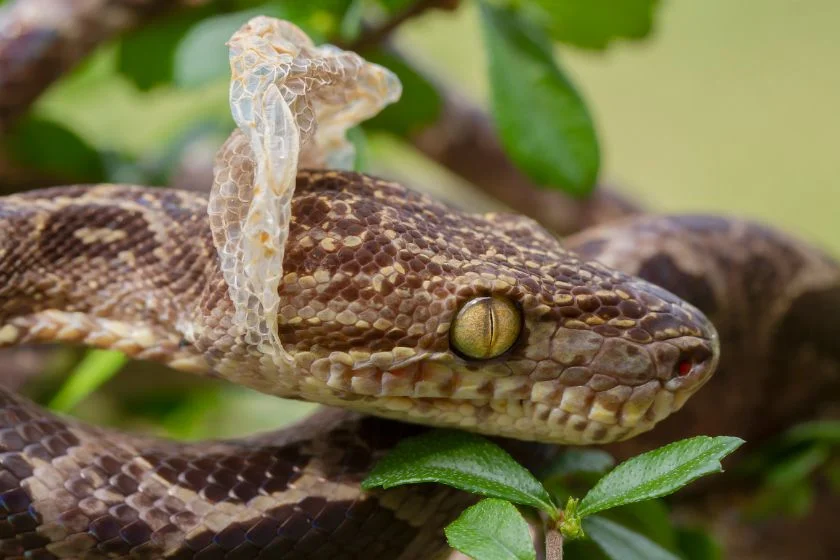 Amazon Tree Boa Snake Shedding Its Skin