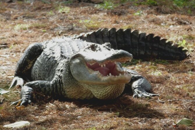 American Alligator (Alligator mississippiensis) Showing its Teeth
