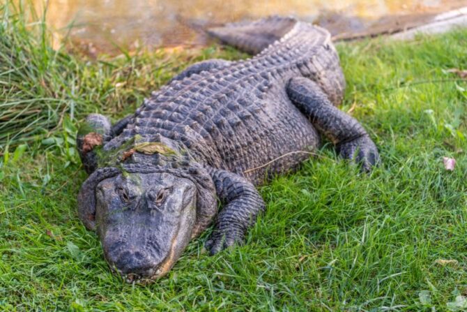 American Alligator on Grass Near Water