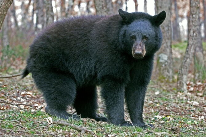 American Black Bear (Ursus americanus) in the Wild in Minnesota 