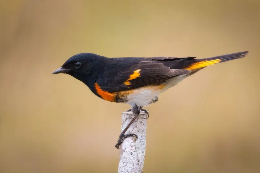 American Redstart (Setophaga ruticilla)